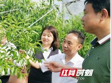 殷殷农商情|衡山农商银行：立足支农支小 支持特色产业发展