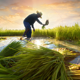 夏粮收获进入尾声 全国多地已做好夏粮收购资金供应和管理工作