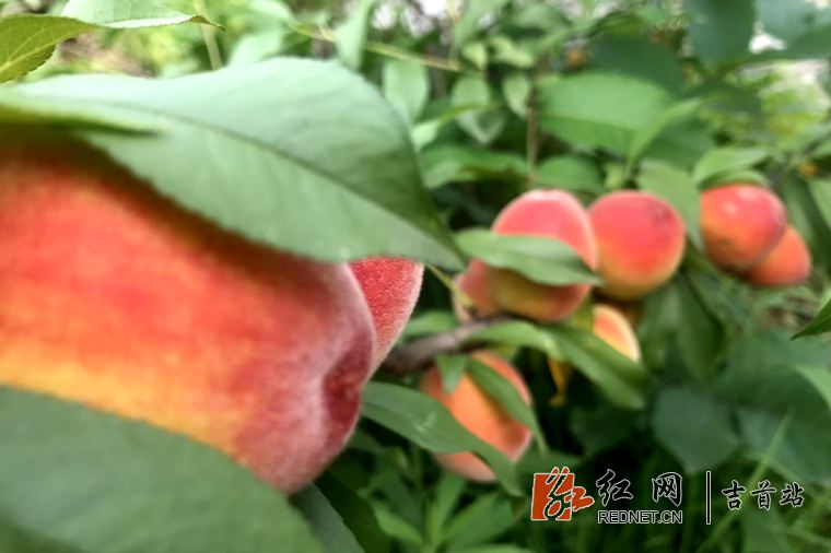 微信图片_20190617094350.jpg