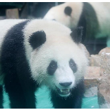 大熊猫“风光兄弟”光临上海