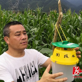 双牌县麻江镇“三举措”做好草地贪夜蛾监测防控工作