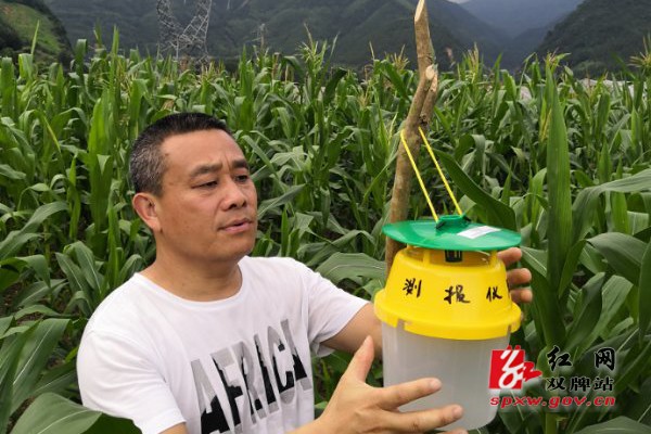 麻江镇“三举措”做好草地贪夜蛾监测防控工作