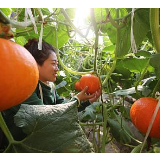 抓住乡村振兴的根本问题