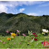 双牌阳明山：庭院整洁花香四溢 农村人居环境整治显成效