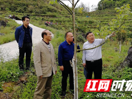 情牵湘土地丨王森：扎根三湘大地 致力经济林研究