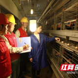 充足电力给养殖户吃下“定心丸” 带动致富“印钞鸡”