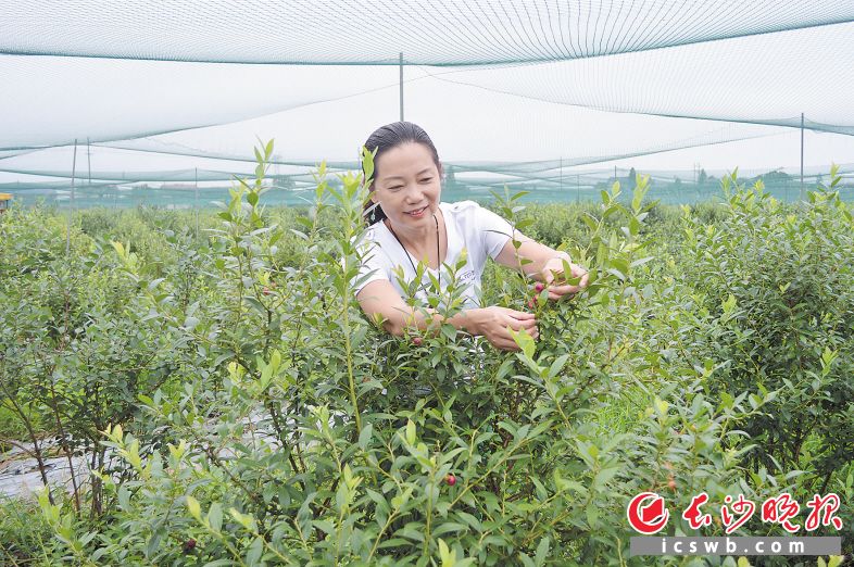 　　果之韵种植的红色蓝莓品种叫红粉佳人，深受女性和孩子的喜爱。　　长沙晚报全媒体记者 朱华 摄