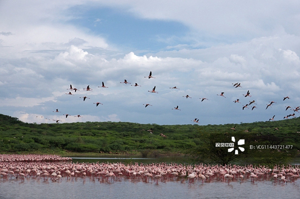 博格利亚湖位于肯尼亚东非大裂谷地区中部，距内罗毕约300公里，是众多东非大峡谷咸水湖泊中的一个，常年吸引大量火烈鸟来此栖息。.jpg