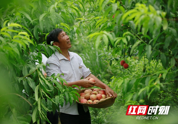 张家界市武陵源区：夏至时节采桃忙