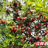 江华：杨梅晚熟上市 每天热销万斤