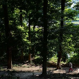 浙江庆元发现60多株罕见野生楠木群落