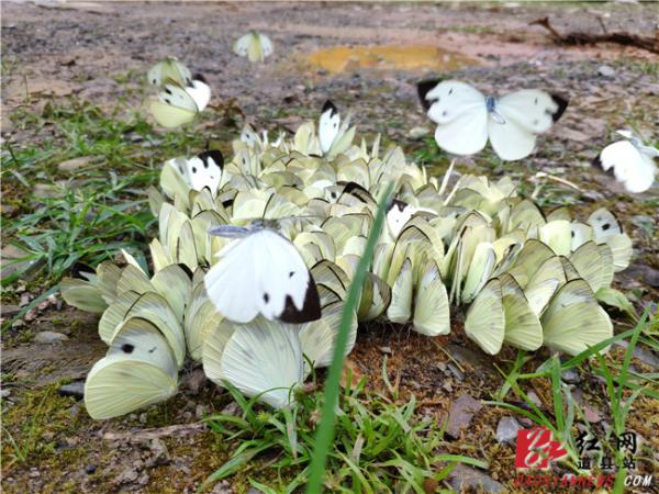 道县空树岩村：环境保护显成效 引来蝴蝶翩翩起舞