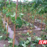 南县多举措积极应对强降雨天气