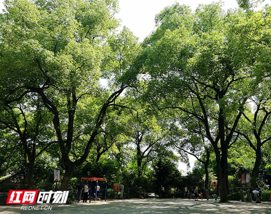 夏日炎炎 湘潭市雨湖公园乘凉好去处（组图）