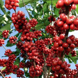 新田小岗村:因地制宜抓产业 拔“穷根”