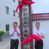 华容县：以芥菜产业为主导　推动全县蔬菜产业更好更快发展