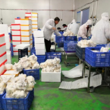 湖南宇秀生物科技：每天4万斤杏鲍菇销往粤港澳