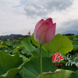 蓝山县舜水田园：千亩荷花露芳颜
