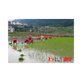 天亮就行动 灾后抓恢复|北斗溪镇坪溪村抗灾自救插秧忙