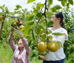 江华：“瑶山雪梨”成了“致富果”