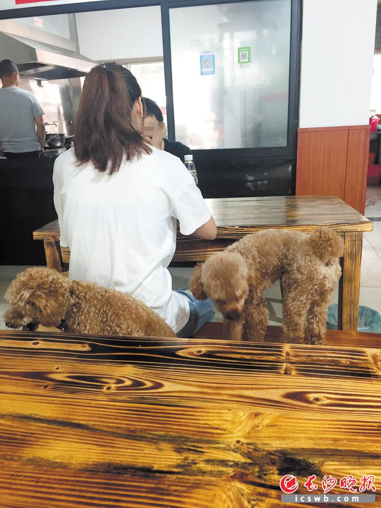 　　两条泰迪犬随主人进入小饭馆，跳上了凳子。受访者供图