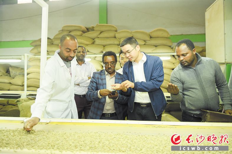 2018年10月30日，在埃塞俄比亚亚的斯亚贝巴，三一重工埃塞公司技术服务经理陈兆武（右二）察看合作伙伴咖啡豆的质量。