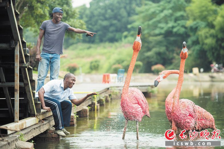 在河村文化园里的湖边，红彤彤的火烈鸟总是特别吸引游客。2019年6月21日，乌干达的艺人Jack和Semio试着去清理火烈鸟雕塑上的灰尘。
