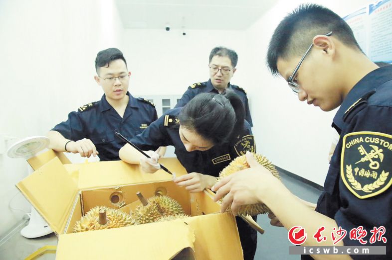 　　海关关员协助企业完成申报手续，第一时间核查货证，对泰国进口榴莲进行检验，确保流入市场的榴莲很安全。　　资料图片