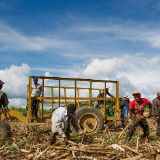 中非·案例方案典范｜湖南建工助力非洲发展“甜蜜产业”