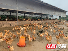 情牵湘土地|周凌锋：“茶山飞鸡”成为致富“金凤凰”