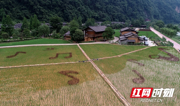 张家界黄龙洞景区：稻田种出“音乐味”