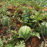 冷水滩花桥街镇：两百亩高山麒麟西瓜等你来采摘