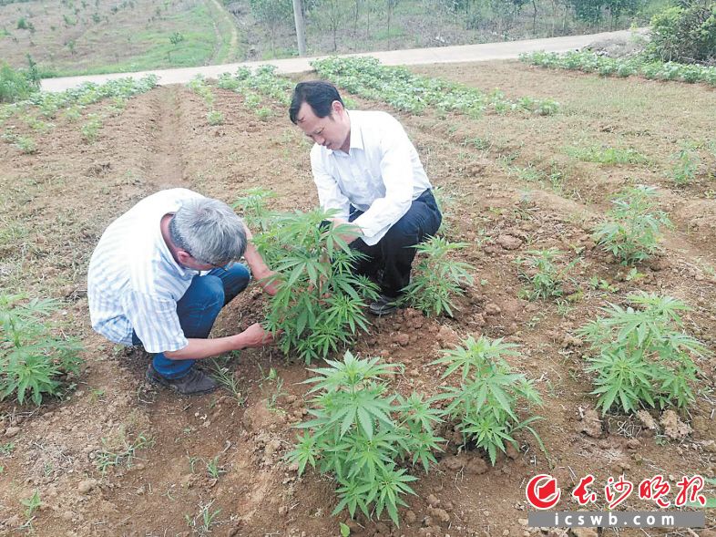 　　李德芳（右）与赵立宁在观察工业大麻的生长情况。　　受访者供图