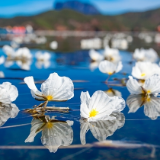 白玉缀蓝池 泸沽湖“网红”海菜花送你清凉一夏