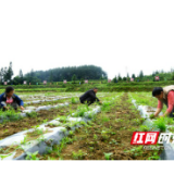 华菱扶贫工作队入驻茶园坪一年多 村里“大变样”