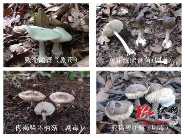 拼图1_副本.jpg