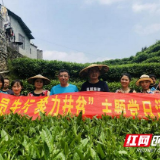 邮储银行湘西州分行开展义务采茶志愿服务活动