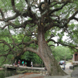 冷水滩区多措并举为古树名木撑起“保护伞”