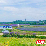 乡村振兴的“主心骨” 奏响新时代“田园牧歌”