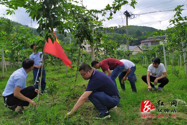 麻江镇：党员活动日义务拔草除杂，为美丽麻江增添色彩