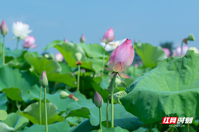 世间花叶不相伦，花入金盆叶作尘。