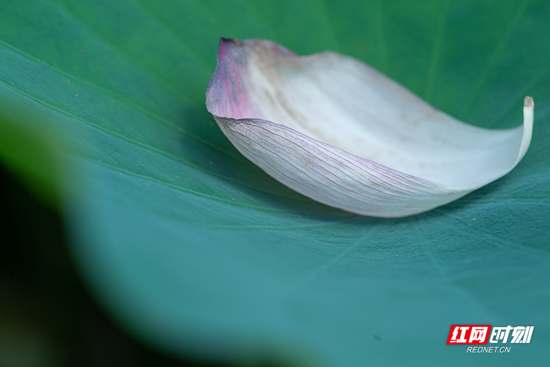 莲花复莲花，花叶何稠叠。