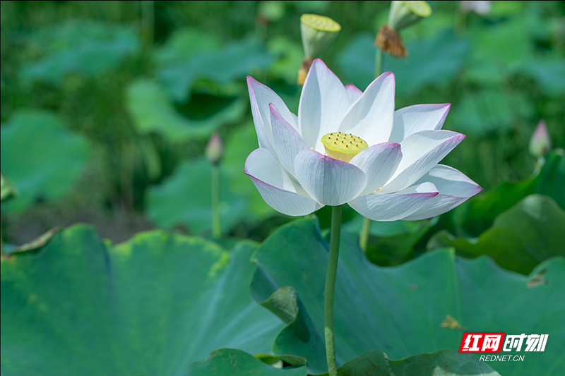 青荷盖绿水，芙蓉披红鲜。