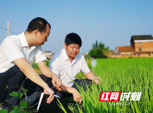 殷殷农商情|衡州农商银行: 产业链贷“及时雨”滋润衡阳粮仓