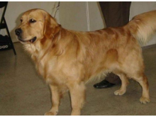 男子打死金毛犬被刑拘，到底冤不冤？