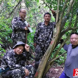 双牌：寻找野生古茶树王 大力发展野生茶产业