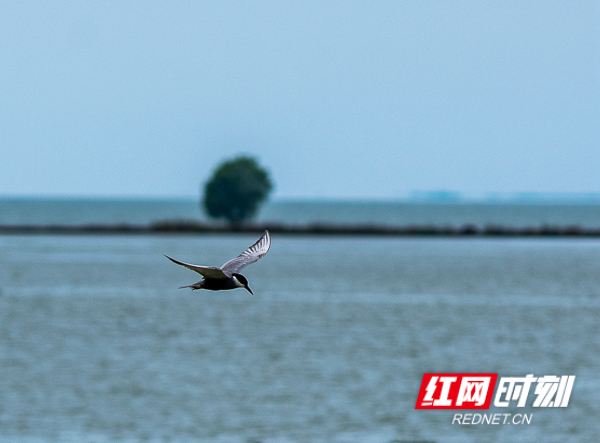 2019-06-30江豚协会湘阴江豚湾调研014.jpg