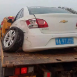 高速路惊现野猪挡路，女子的一个动作让交警怒赞