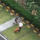乱棍打死金毛犬男子还殴打老人？警方通报来了！