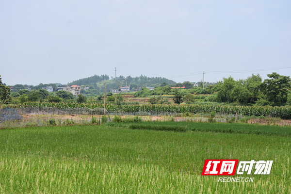 成柿村田间地头一角，全村没有荒废的田地。.jpg